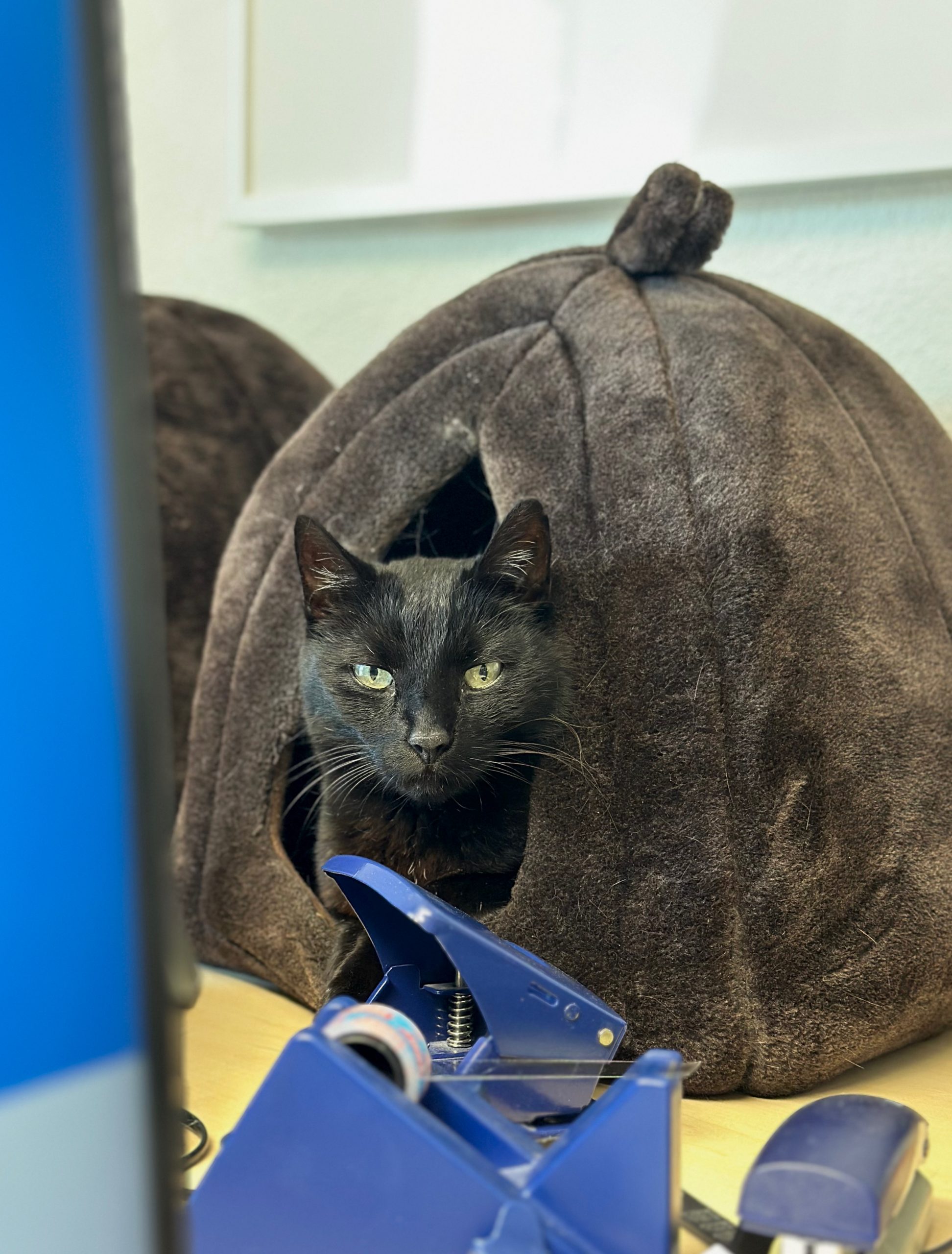 Team: Kater Jack