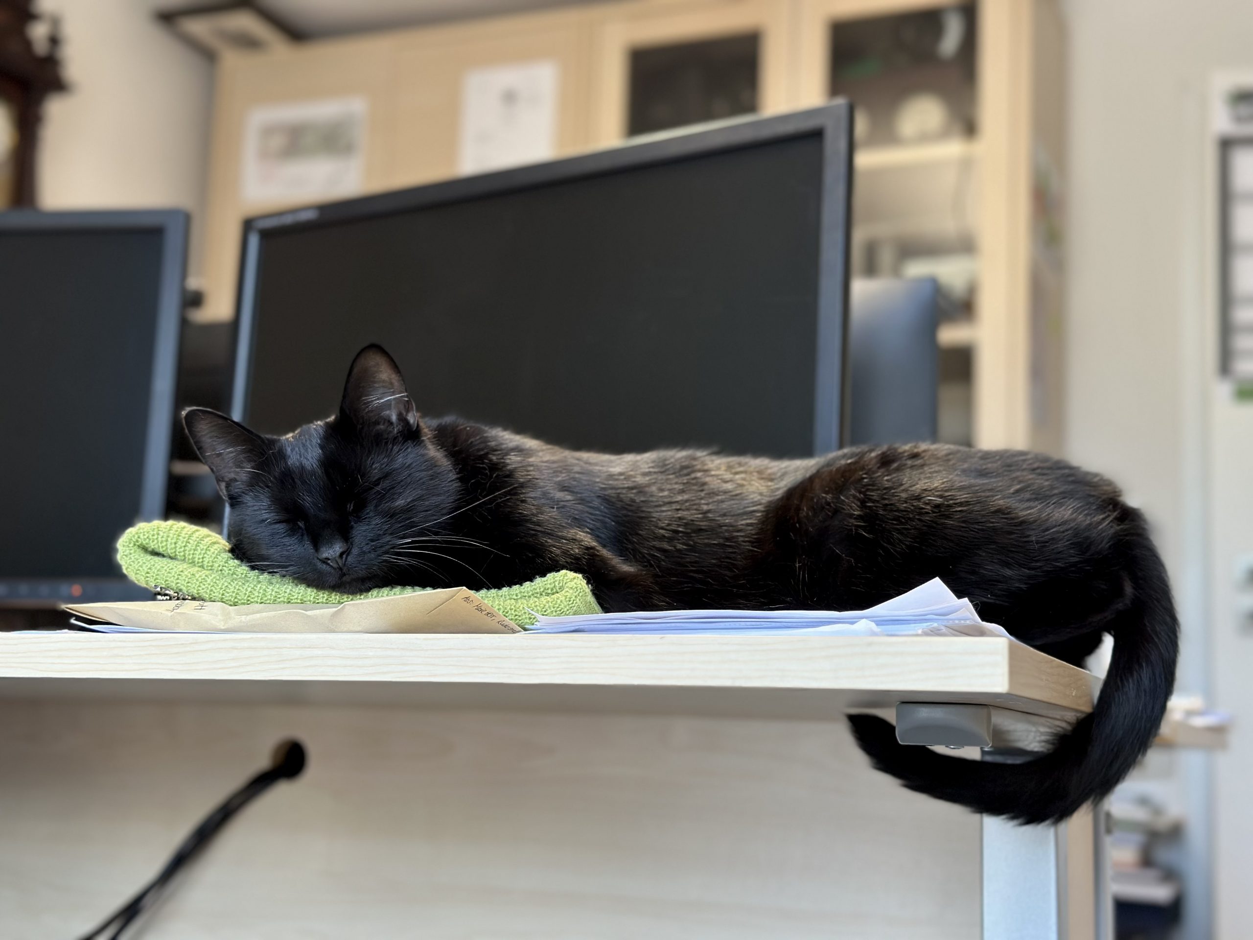Team: Kater Tom
