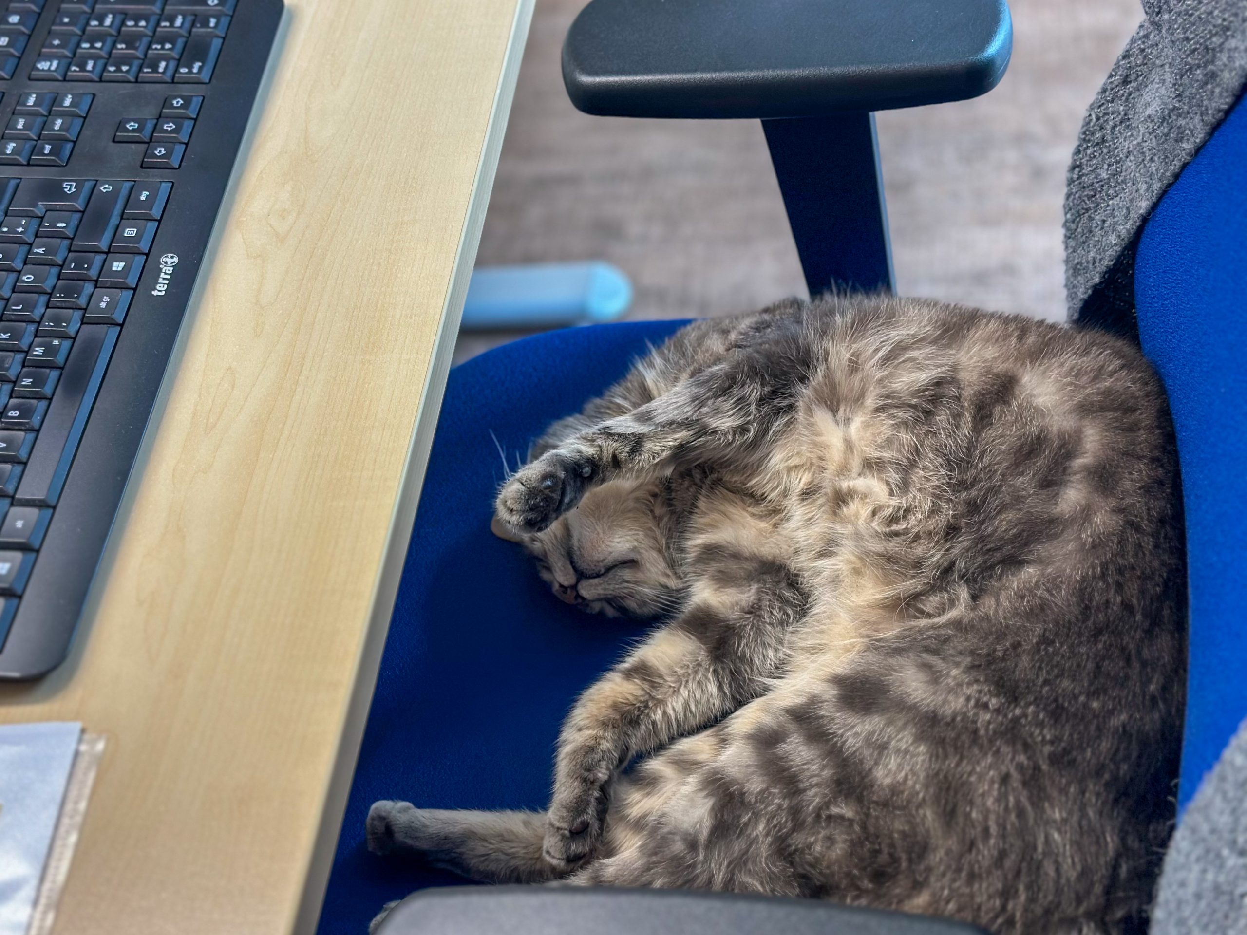 Team: Katze Trudi